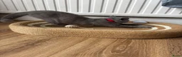 British Shorthair cats for sale: British Bluehead for sale!  in Enfield - Advert 6