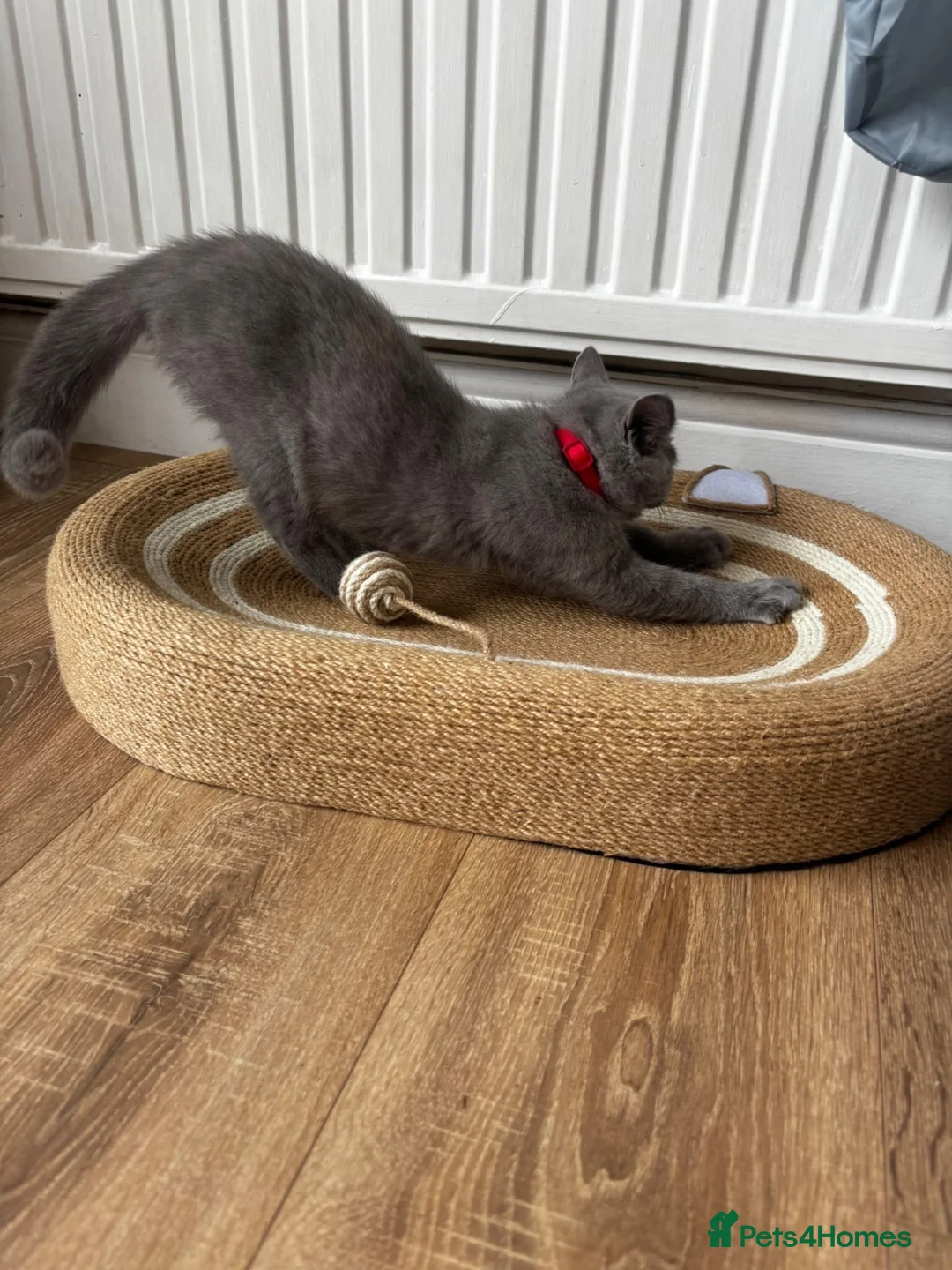 British Shorthair cats for sale: British Bluehead for sale!  in Enfield - Advert 6