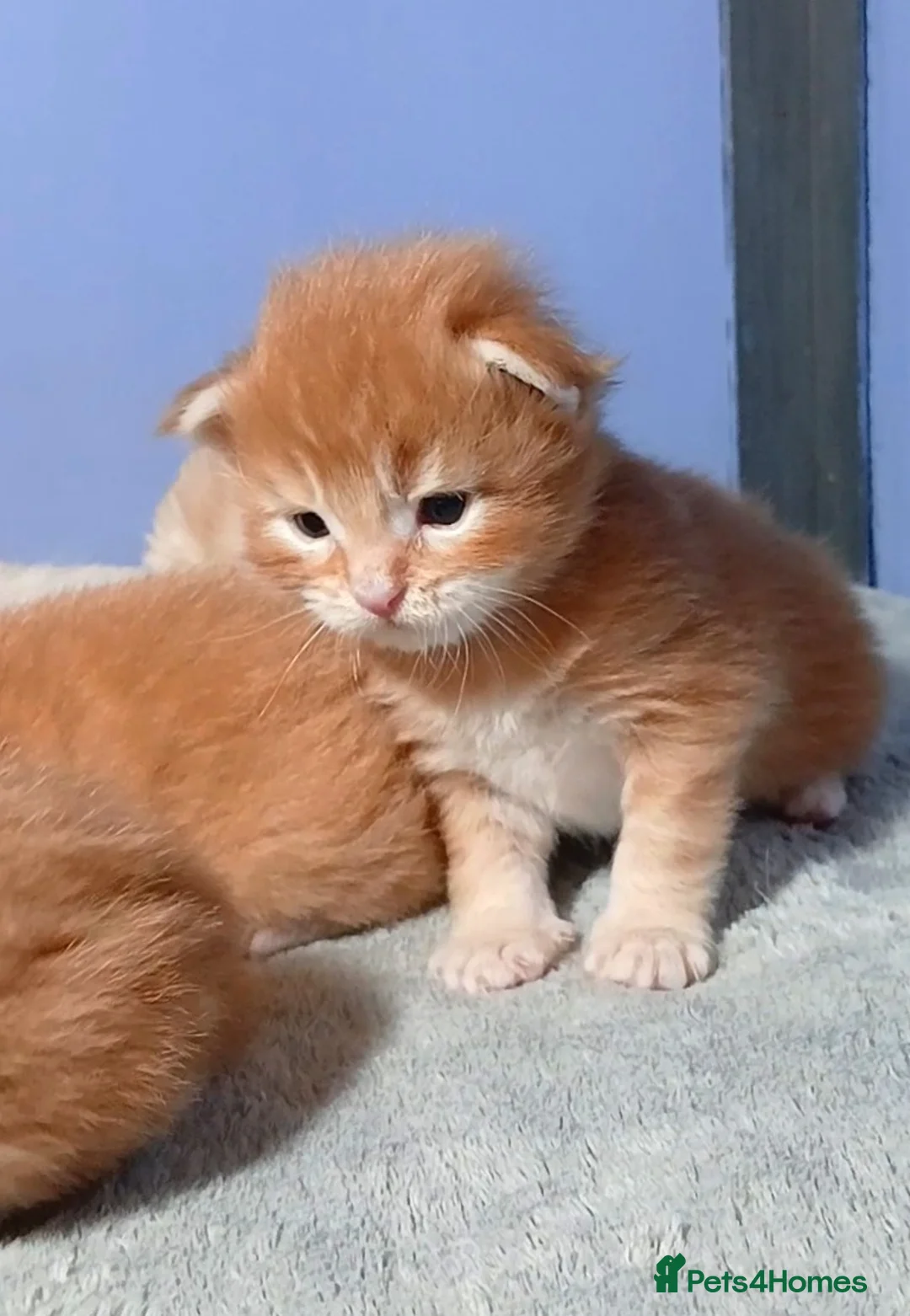 Maine Coon cats for sale: Sweet and Beautiful Pure Breed Maine Coon Kittens - Advert 12