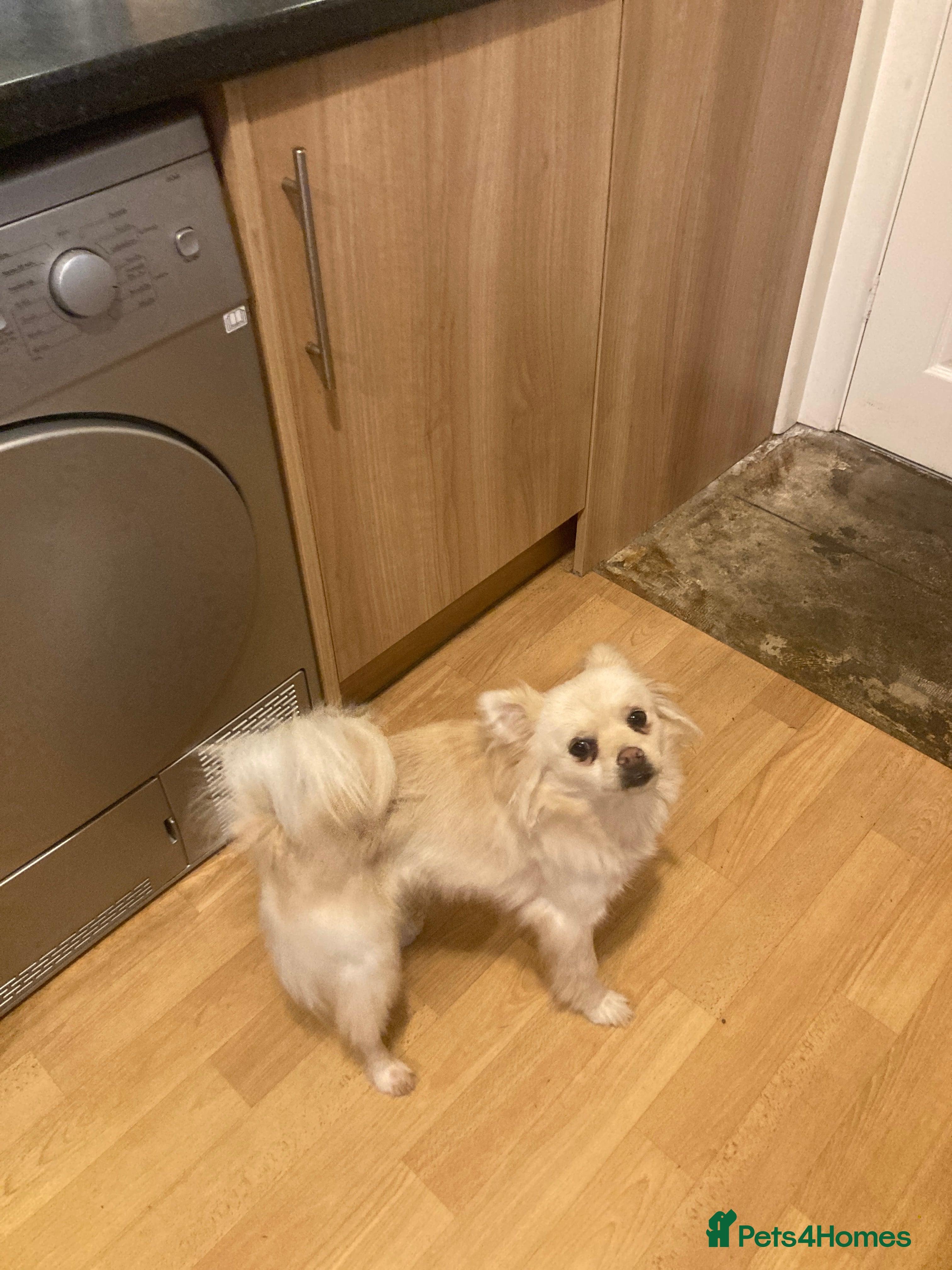 Mixed Breed dogs Pomchi male  - Advert 1