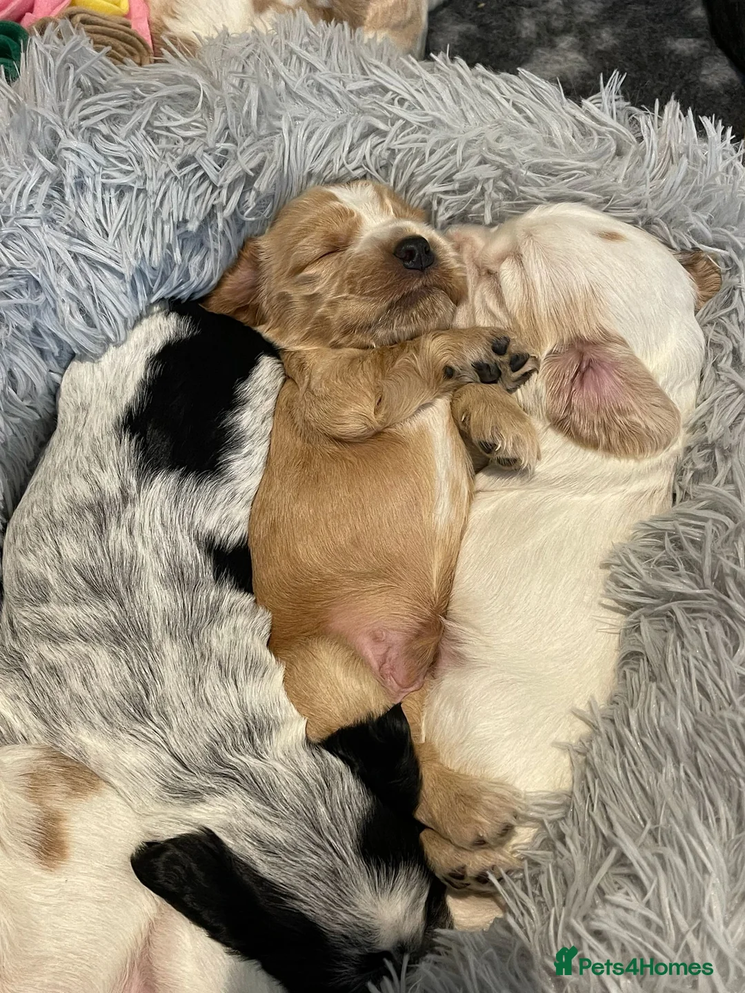 Cocker Spaniel dogs for sale: Gorgeous KC/Full Health Cocker Spaniel show type - Advert 13