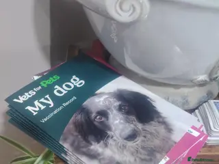 Dachshund dogs Merle dashaund - Advert 4