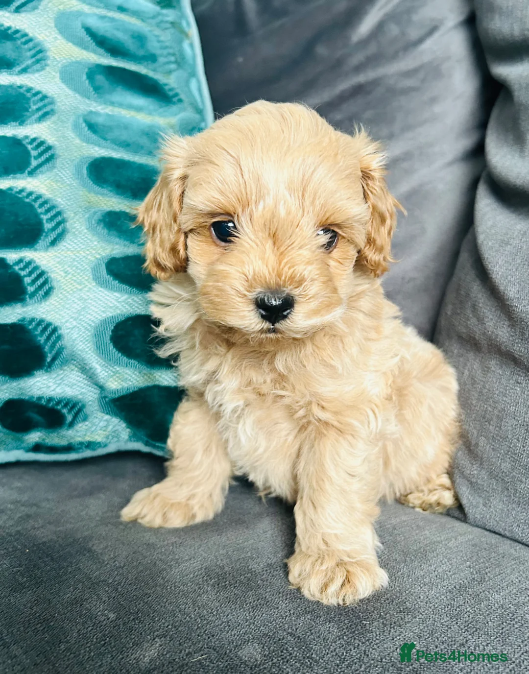 Maltipoo dogs for sale: ✨ 1 MALE LEFT Tiny Asian F1B Maltipoo Puppies ✨ - Advert 2