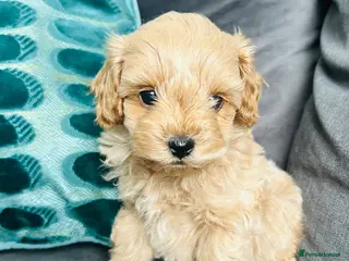 Maltipoo dogs ✨ READY NOW Tiny Asian F1B Maltipoo Puppies ✨ - Advert 14