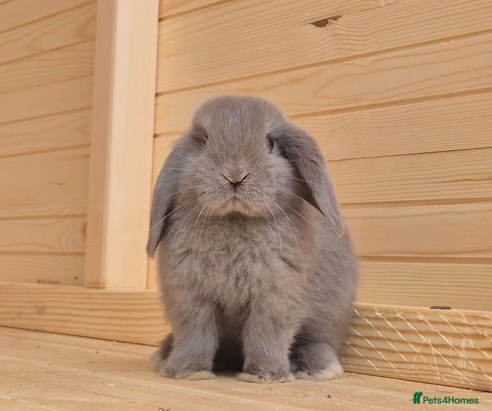 Mini Lop rabbits Mini lops 5 does 1 buck available  - Advert 1