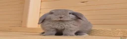 Mini Lop rabbits for sale: Mini lops 5 does 1 buck available  8 weeks old  - Advert 1