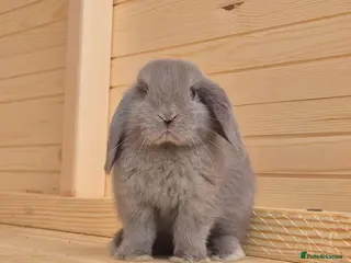 Mini Lop rabbits Mini lops 5 does 1 buck available - Advert 1