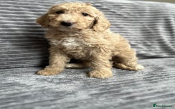 Goldendoodle dogs for sale: STUNNING GOLDEN DOODLES READY NOW - Image 13
