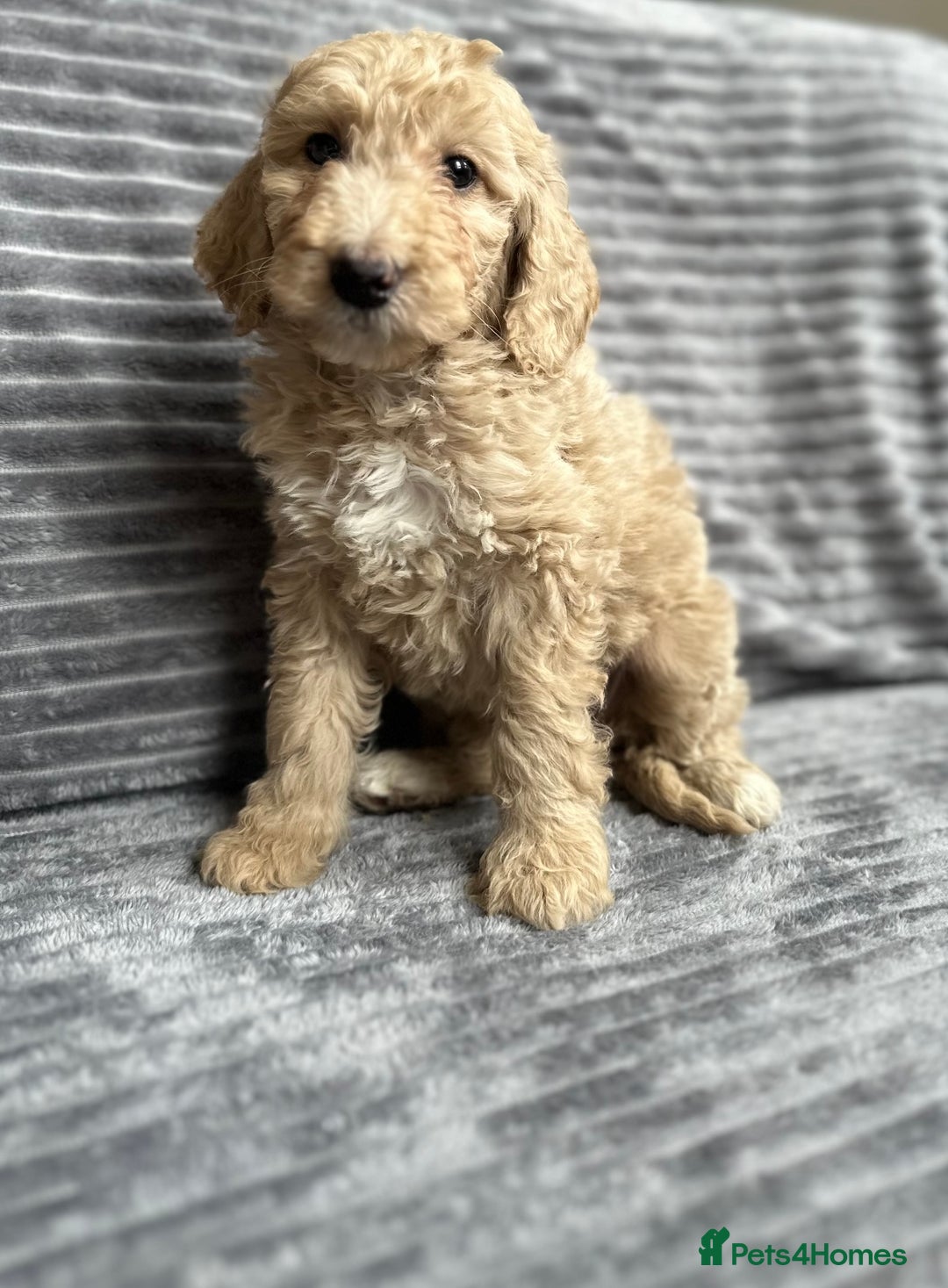 Goldendoodle dogs for sale: STUNNING GOLDEN DOODLES READY NOW - Image 13