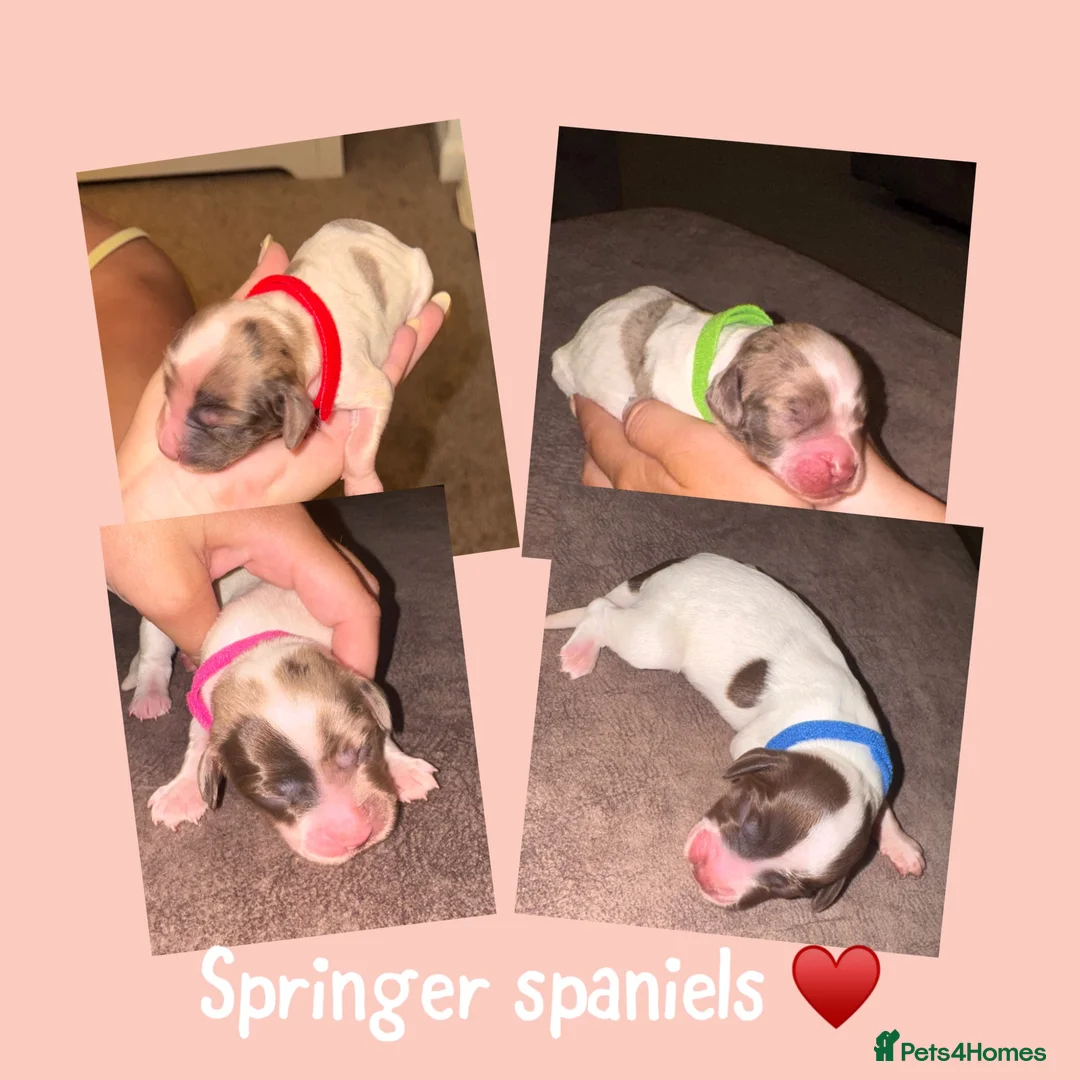 English Springer Spaniel dogs for sale: 5 springer spaniel pups  - Advert 2