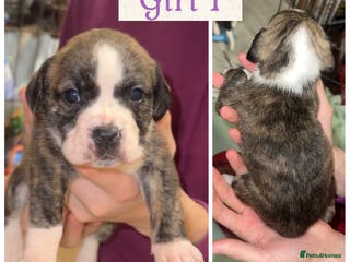 Staffordshire Bull Terrier dogs 6 staffy x pups - Advert 4