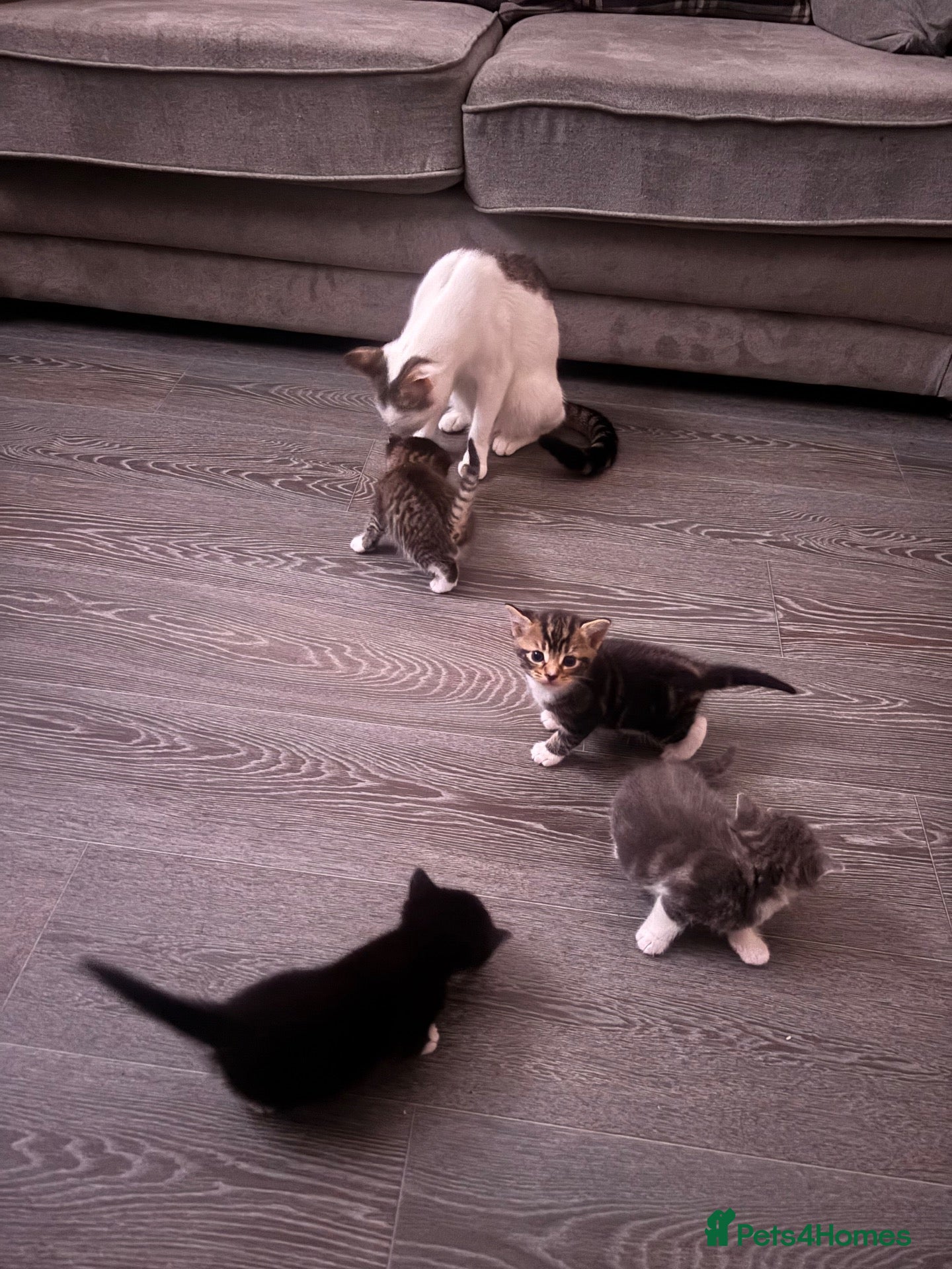 Mixed Breed cats Kittens for sale - Advert 3