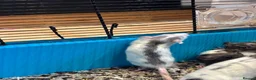 Rat rodents for sale: Male rats - Advert 3