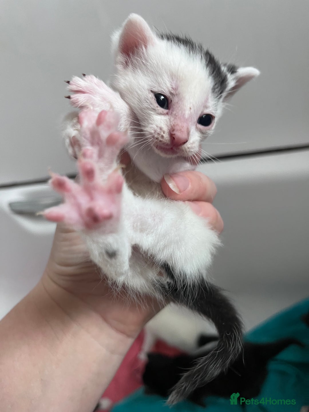 Mixed Breed cats for sale: Mixed breed stunning kittens - Image 5