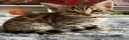 Bengal cats for sale: ✨ Beautiful Bengal Kittens✨ - Advert 28
