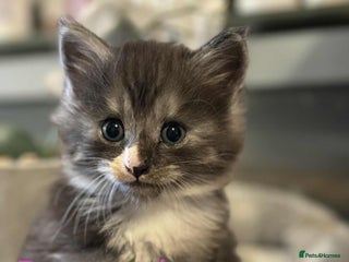 Maine Coon cats - Advert 35