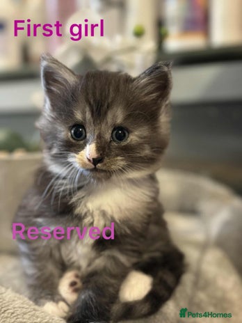 Maine Coon cats - Advert 27