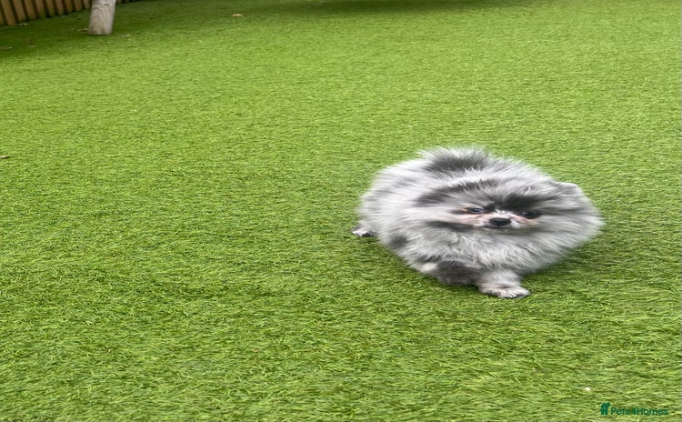 Pomeranian dogs - Advert 1