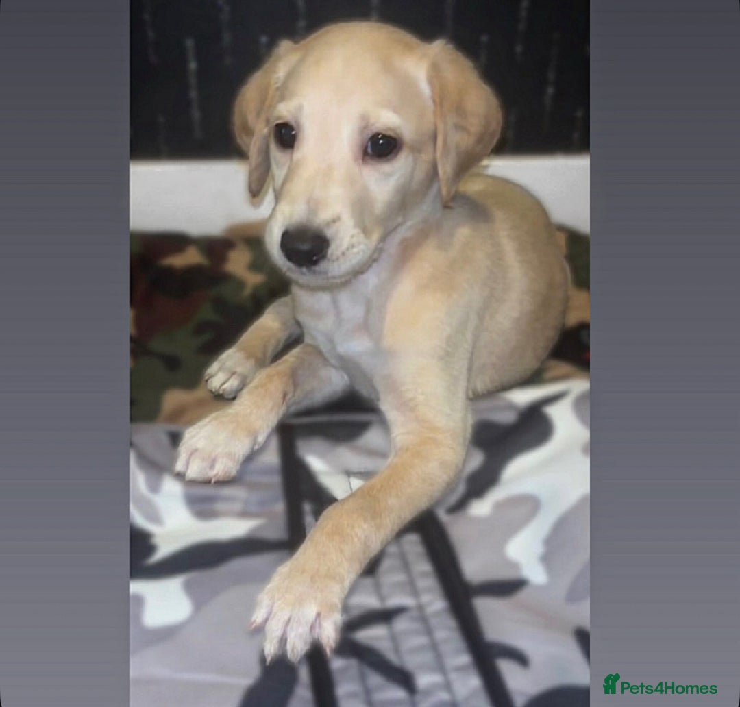Saluki Puppies for sale in Durham, County Durham Pets4Homes