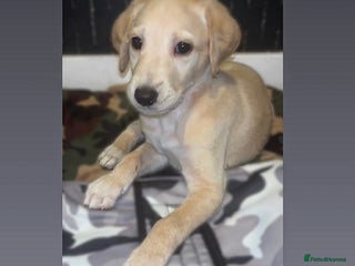 Saluki dogs - Advert 8