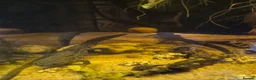 Newt reptiles for sale: Marble and spanish newts in Nottingham - Advert 3