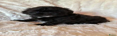 Shihpoo Puppy 3
