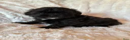 Shihpoo dogs for sale: Imperial shihpoo puppies - Advert 2