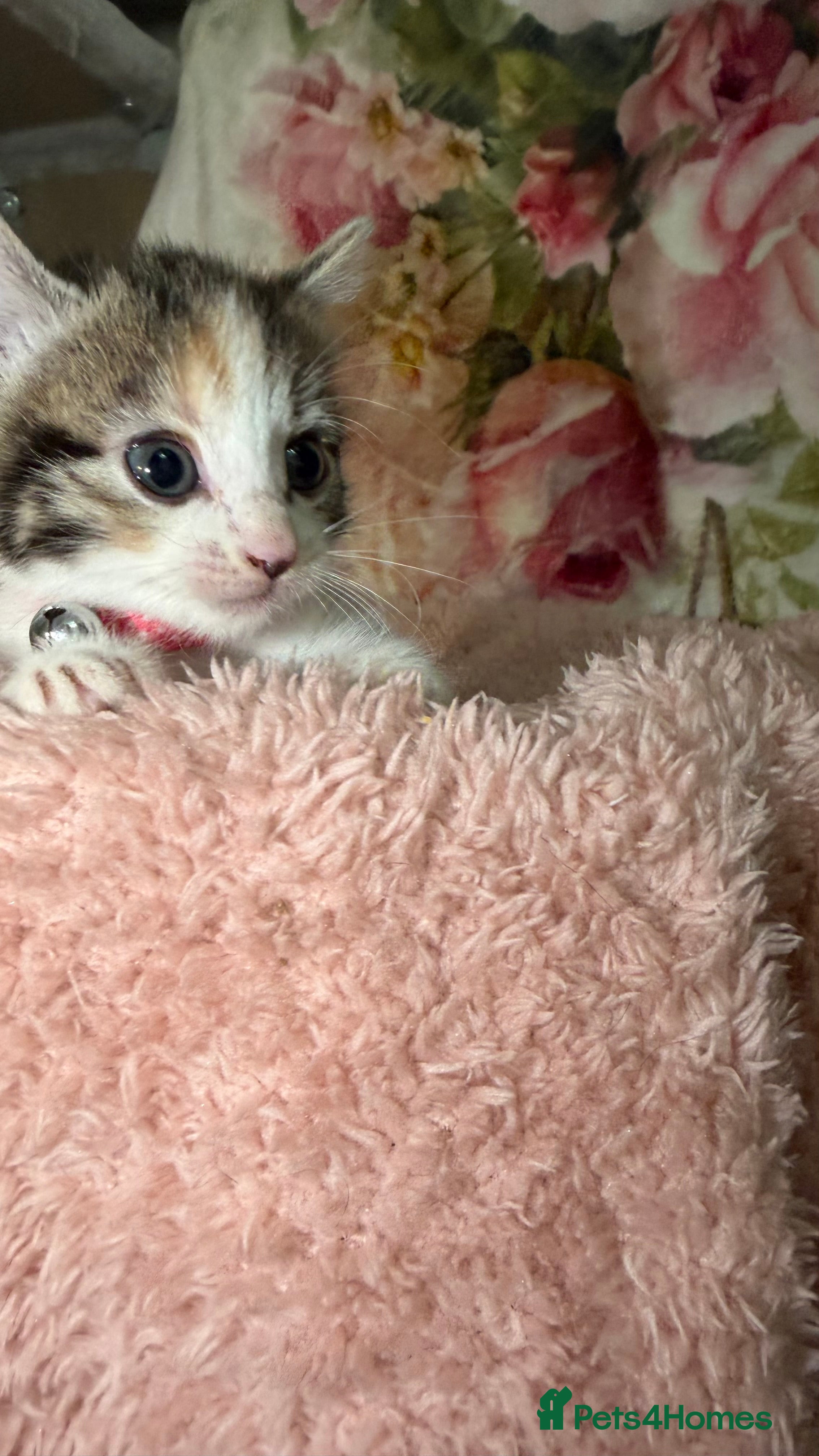 Mixed Breed cats 💗Cuties ready to reserve💗 - Advert 6