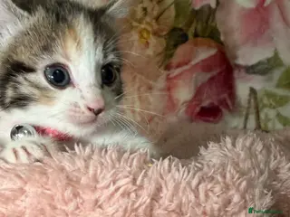 Mixed Breed cats 💗Cuties ready to reserve💗 - Advert 6