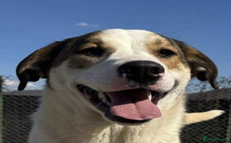 Mixed Breed dogs - Advert 2