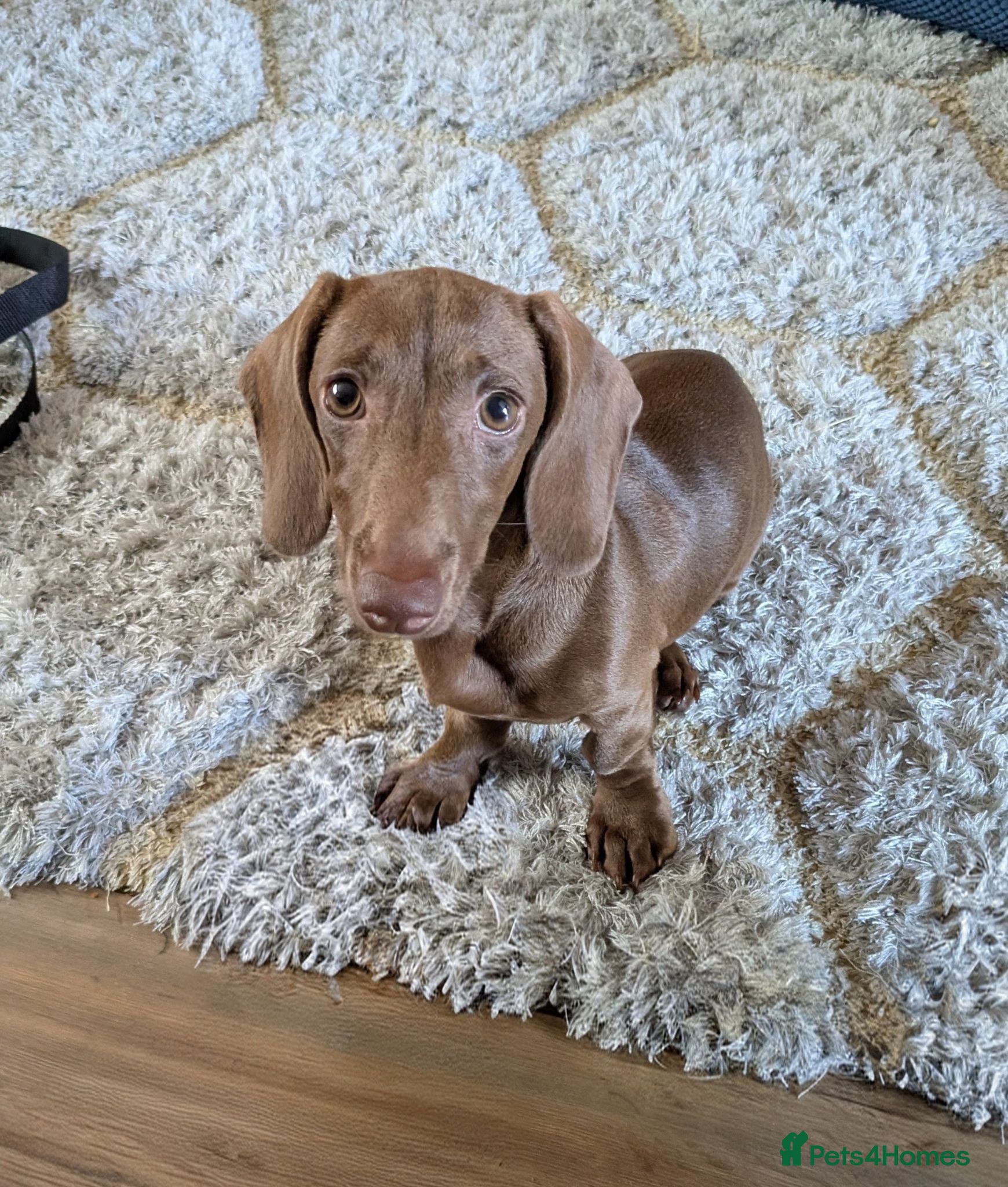 Dachshund dogs Dachshund puppy  - Advert 14