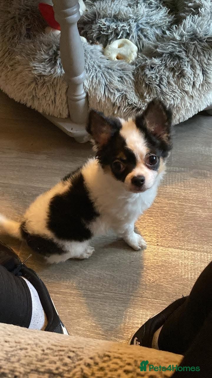 Chihuahua dogs Long coat chihuahua puppies  - Advert 8