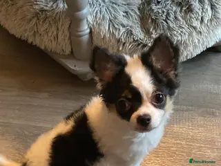 Chihuahua dogs Long coat chihuahua puppies - Advert 8