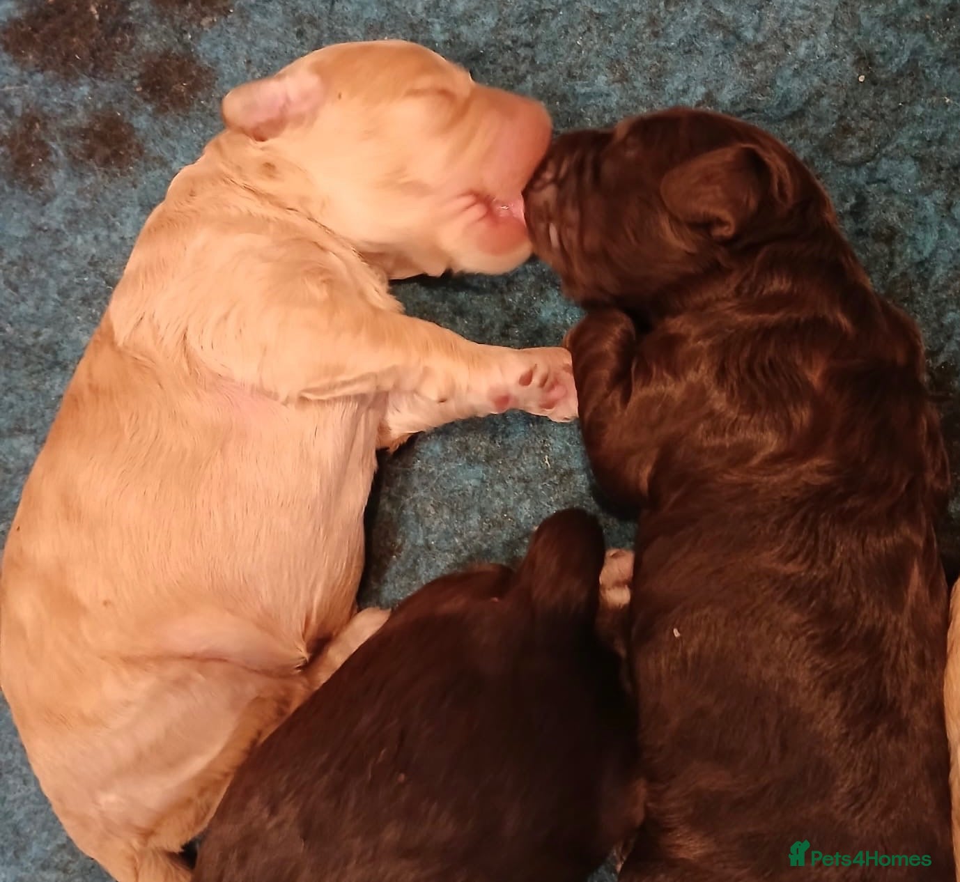 Australian Labradoodle dogs for sale:     🐾 Adorable Australian Labradoodle Puppies  - Advert 2