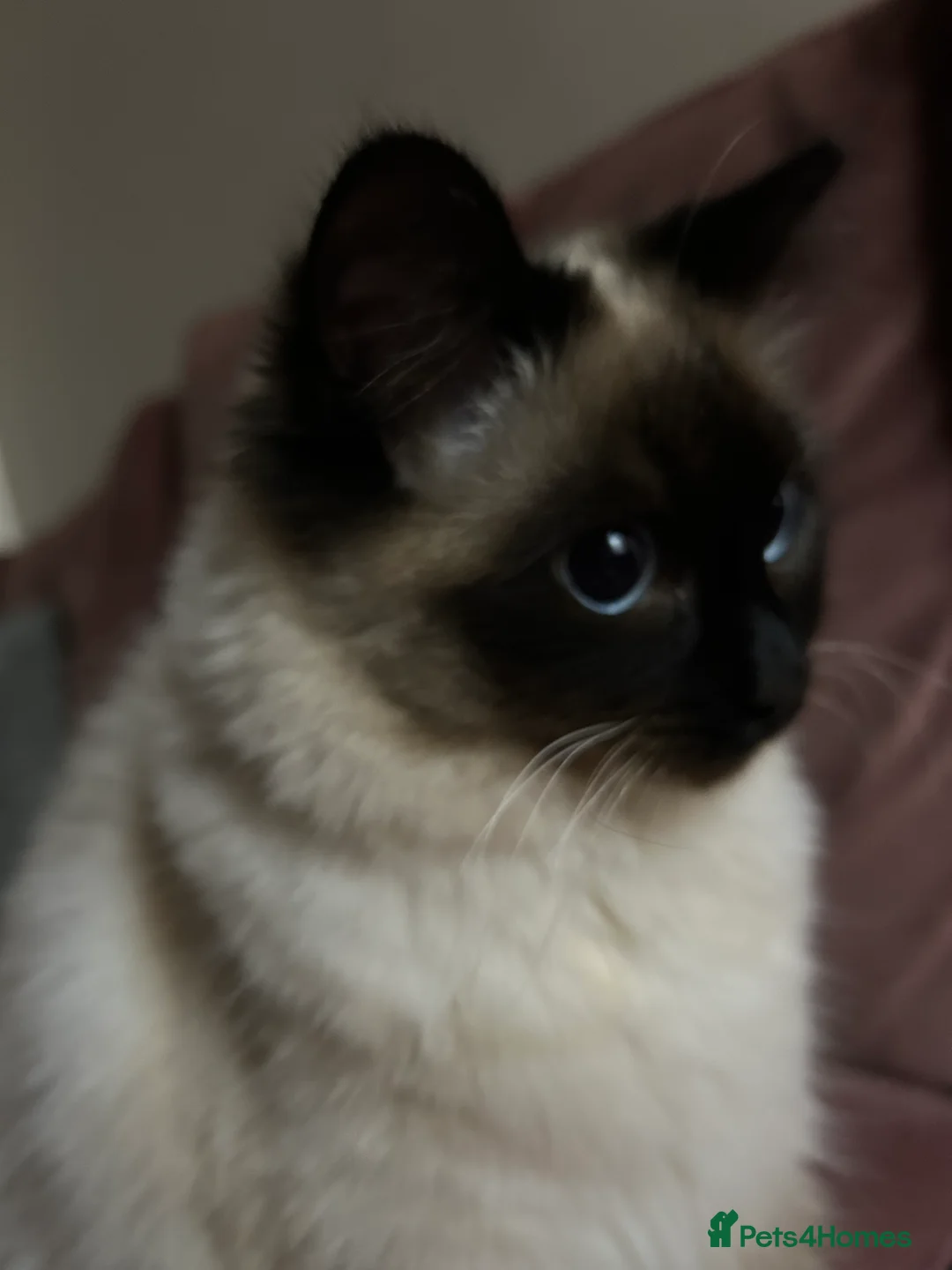 Ragdoll cats for sale: 18-Month-Old Female Ragdoll Seeking a Loving Home - Advert 2