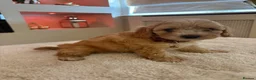 Cavapoo dogs for sale: Gorgeous Cavapoo puppies  - Advert 14