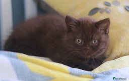 British Shorthair cats for sale: TICA Reg Chocolate Boys - Image 5