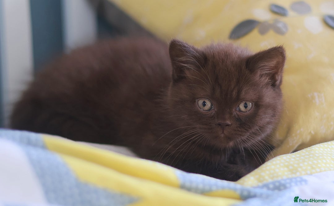 British Shorthair cats for sale: TICA Reg Chocolate Boys - Image 5