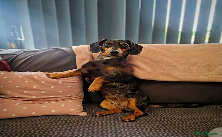 Miniature Dachshund dogs - Advert 6