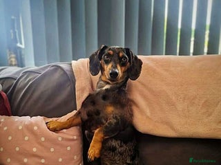 Miniature Dachshund dogs for sale - Advert 1