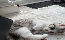 British Longhair cats for sale: Scottish Straights Longhair and Shorthair - Image 22