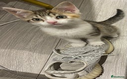 British Longhair cats for sale: 2 ADORABLE FLUFFY BRITISH LONGHAIR KITTENS LEFT!!! - Image 22