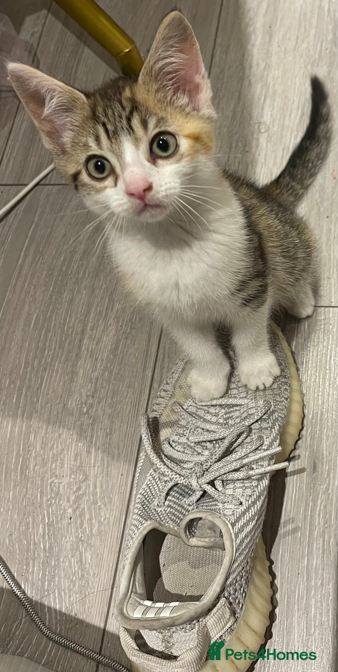 British Longhair cats for sale: 2 ADORABLE FLUFFY BRITISH LONGHAIR KITTENS LEFT!!! - Image 22