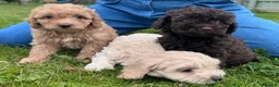 Cavapoo dogs for sale: F2 cavapoo boys  - Advert 6