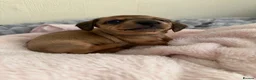 Miniature Dachshund dogs for sale: 5 beautiful miniature dachshund  - Advert 33