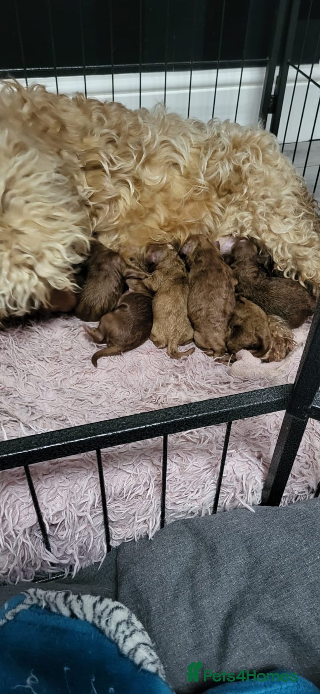 Toy Poodle dogs for stud: EXTENSIVELY HEALTH TESTED TOY POODLE STUD TYSON🌹 in Sheerness - Advert 21