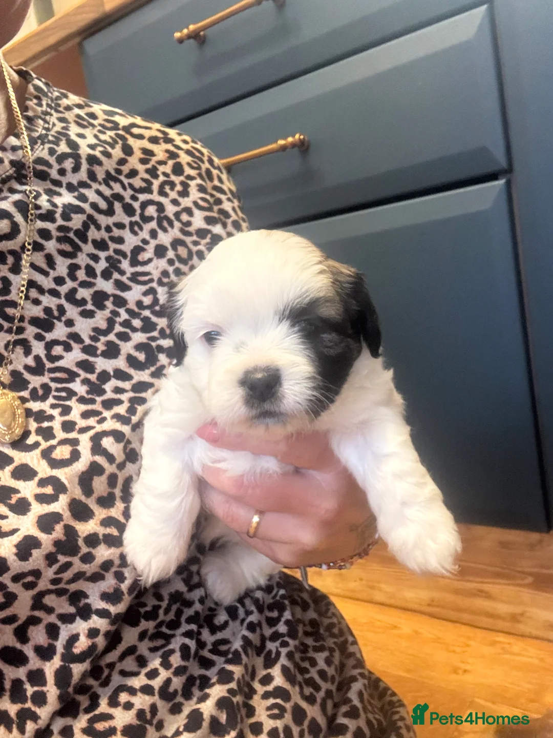 Mixed Breed dogs for sale: Shitzu x Lhasa  - Advert 6