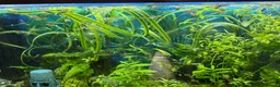 Platies fish for sale: Guppies for sale - Advert 3