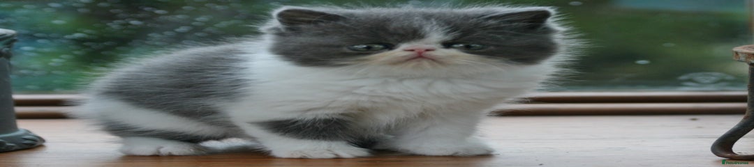 Exotic Kitten 1