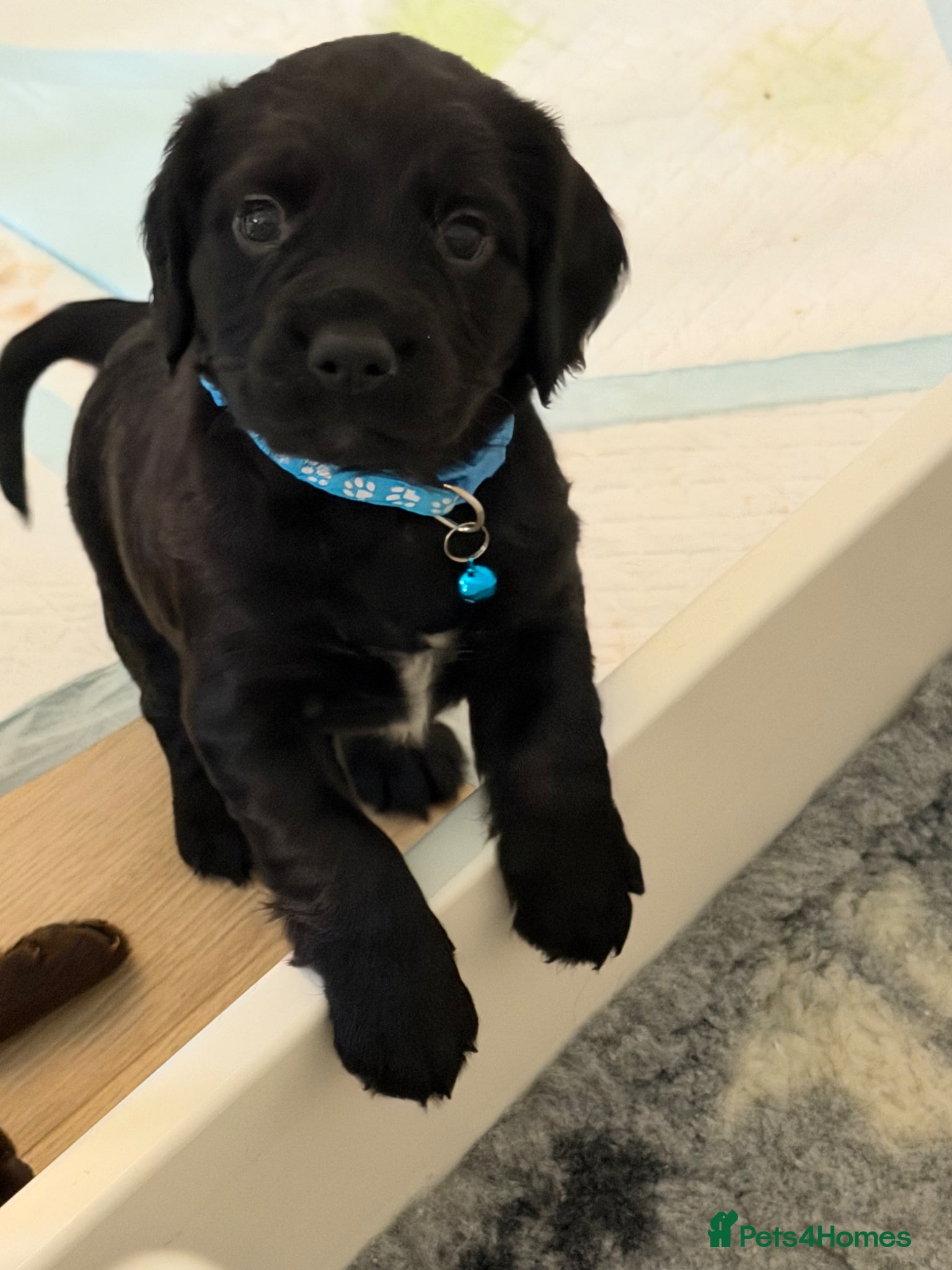 Sprocker dogs Sprocker spaniel puppies - Advert 5